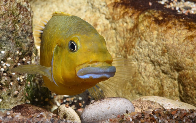 Pseudotropheus sp. 'williamsi north' Makonde